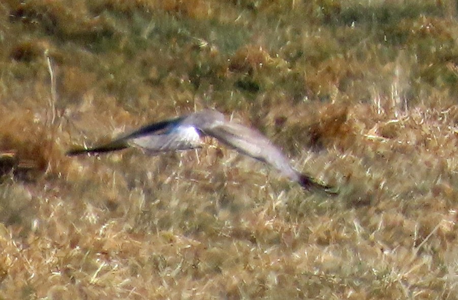 Лунь американський - ML647077056