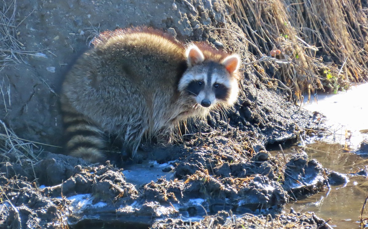 Common Raccoon - ML647077059