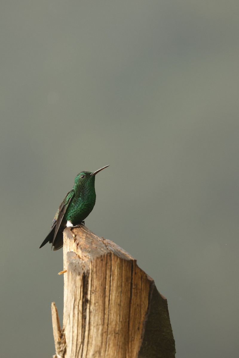 Steely-vented Hummingbird - ML647077063