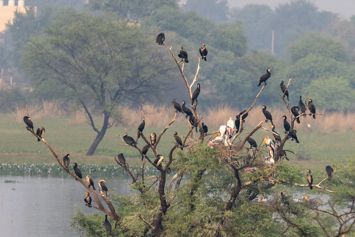 kormorán velký - ML647077065