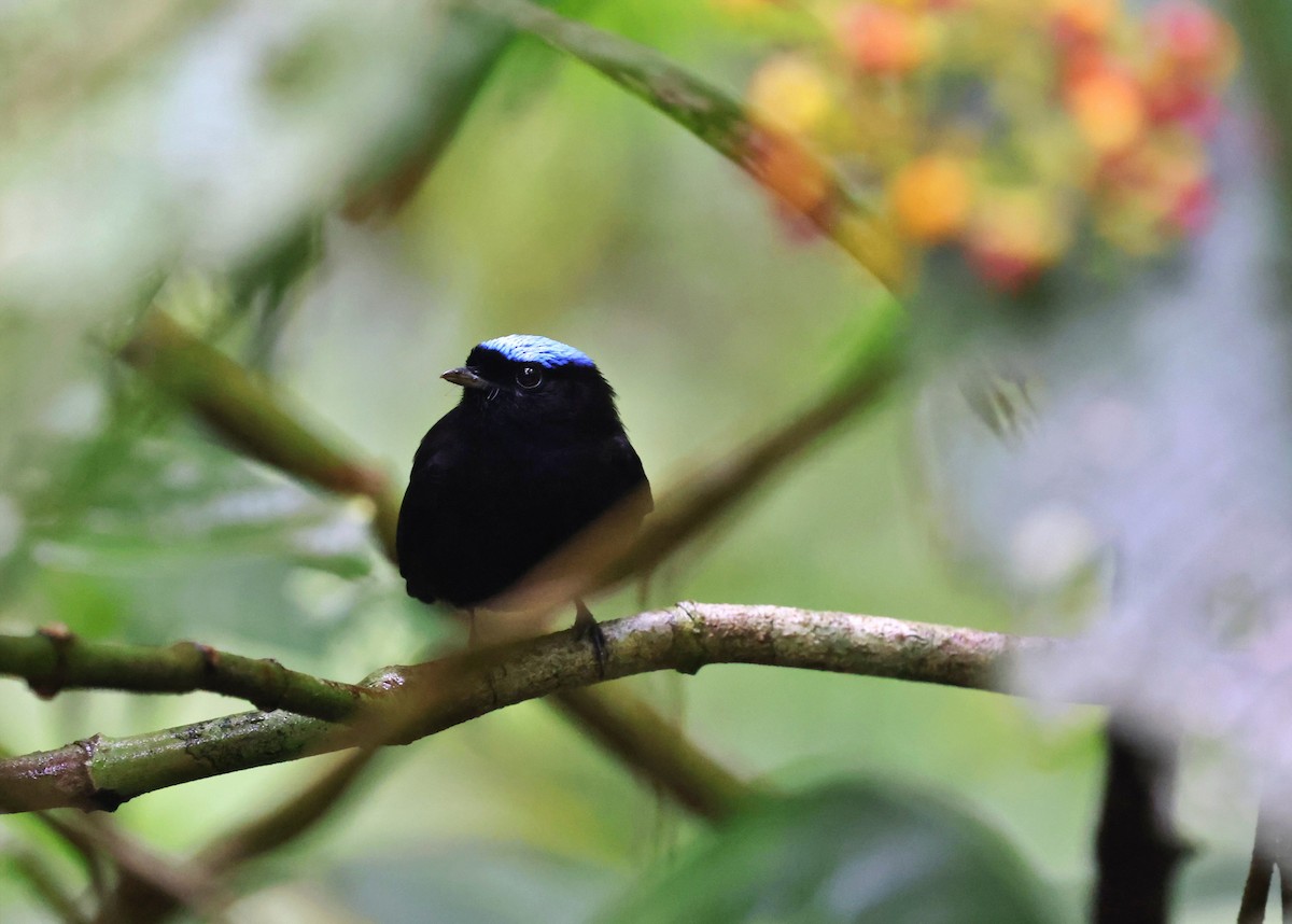 Velvety Manakin - ML647077067