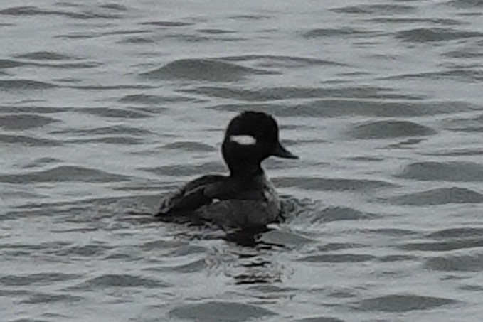 Bufflehead - ML647077074
