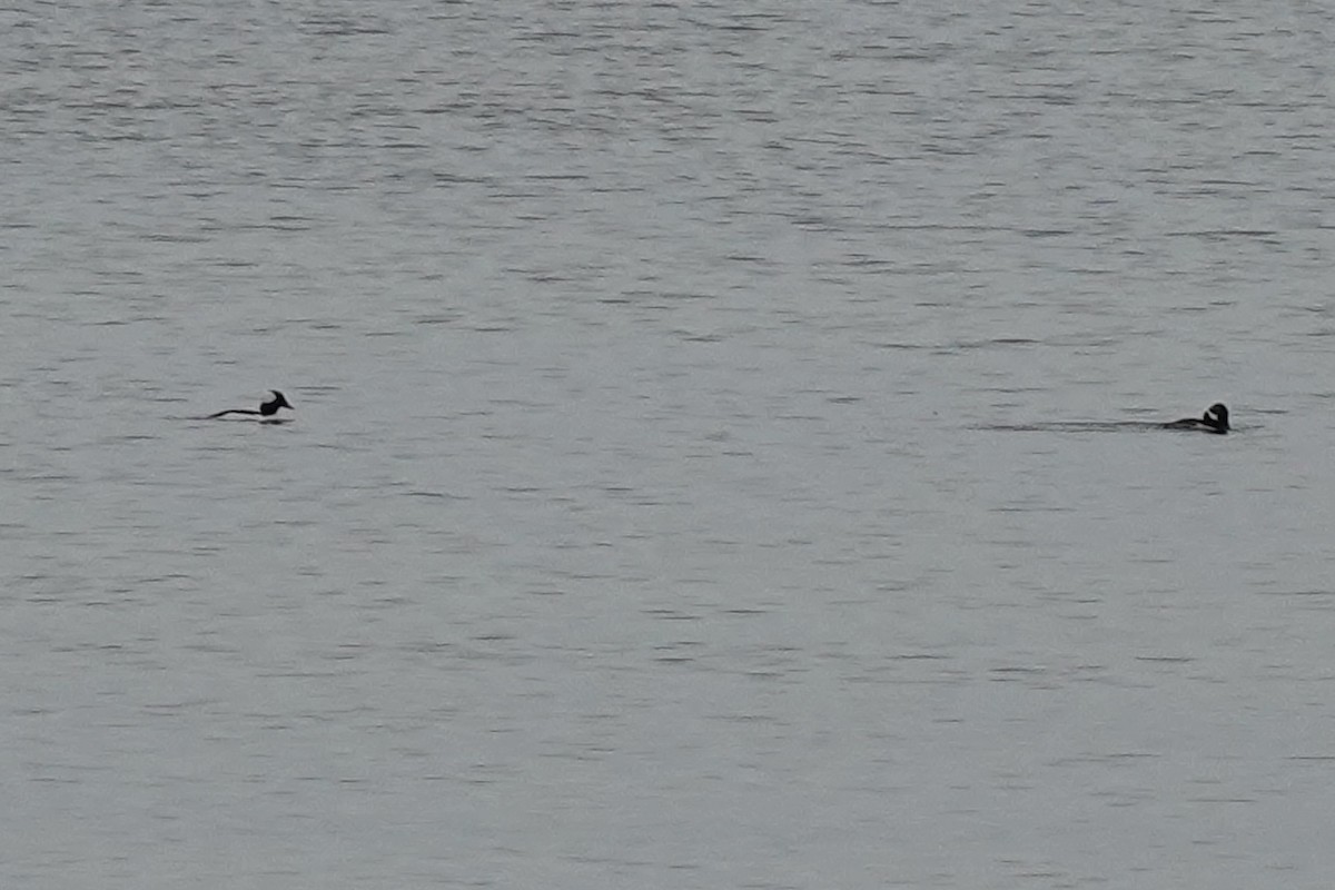 Bufflehead - ML647077075