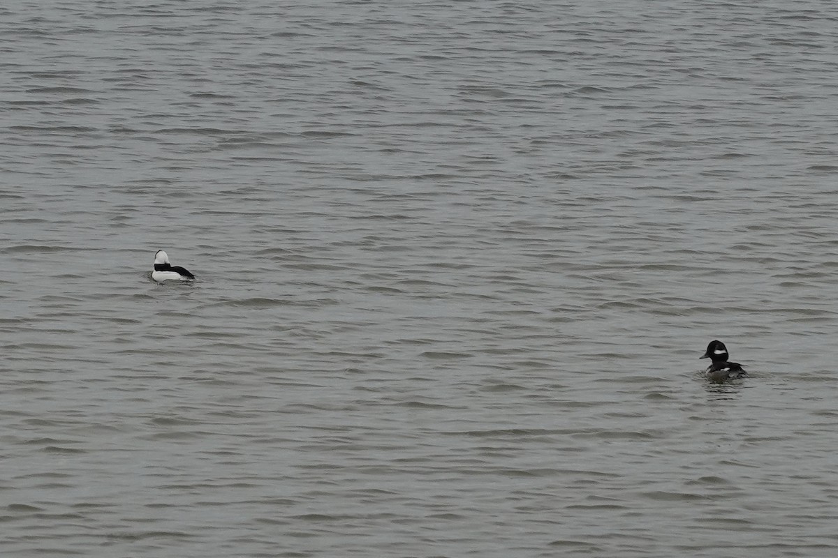 Bufflehead - ML647077076