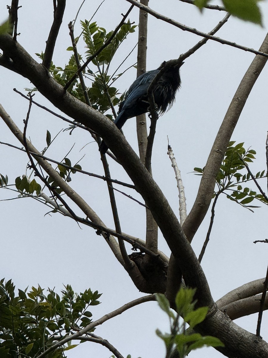 Bushy-crested Jay - ML647077077
