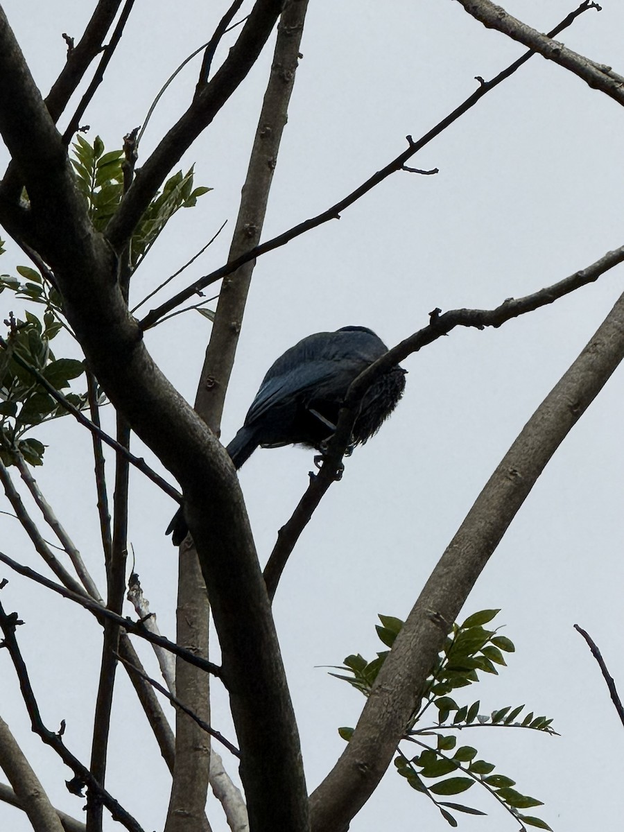 Bushy-crested Jay - ML647077078