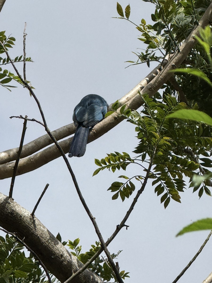 Bushy-crested Jay - ML647077079