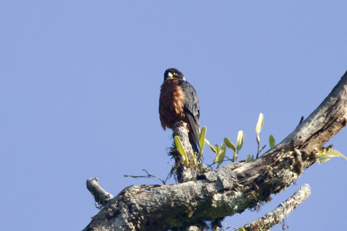 Oriental Hobby - ML647077085