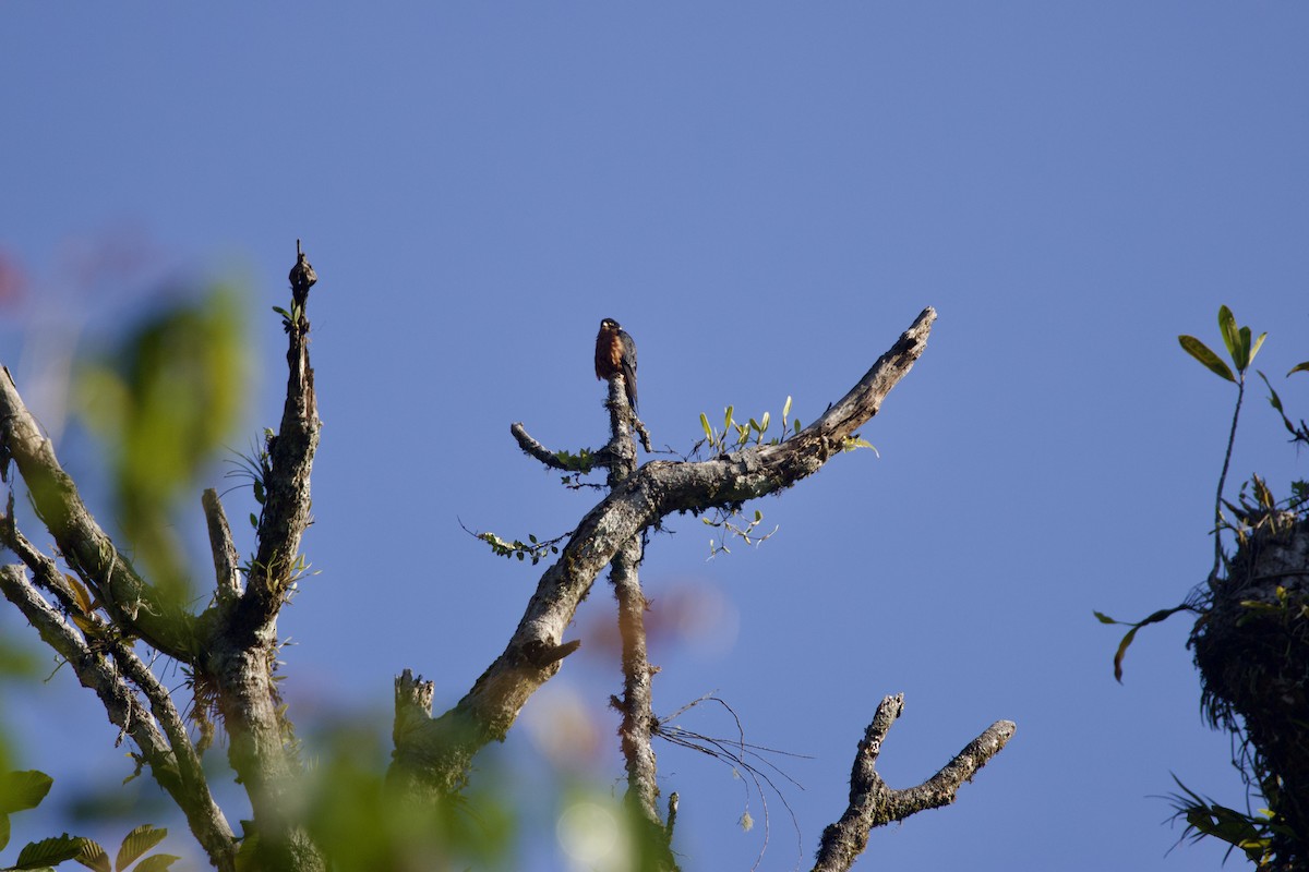 Oriental Hobby - ML647077086