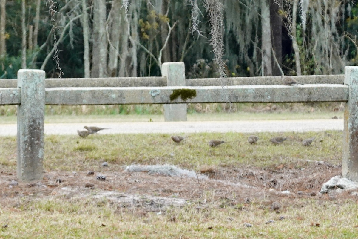 Mourning Dove - ML647077087