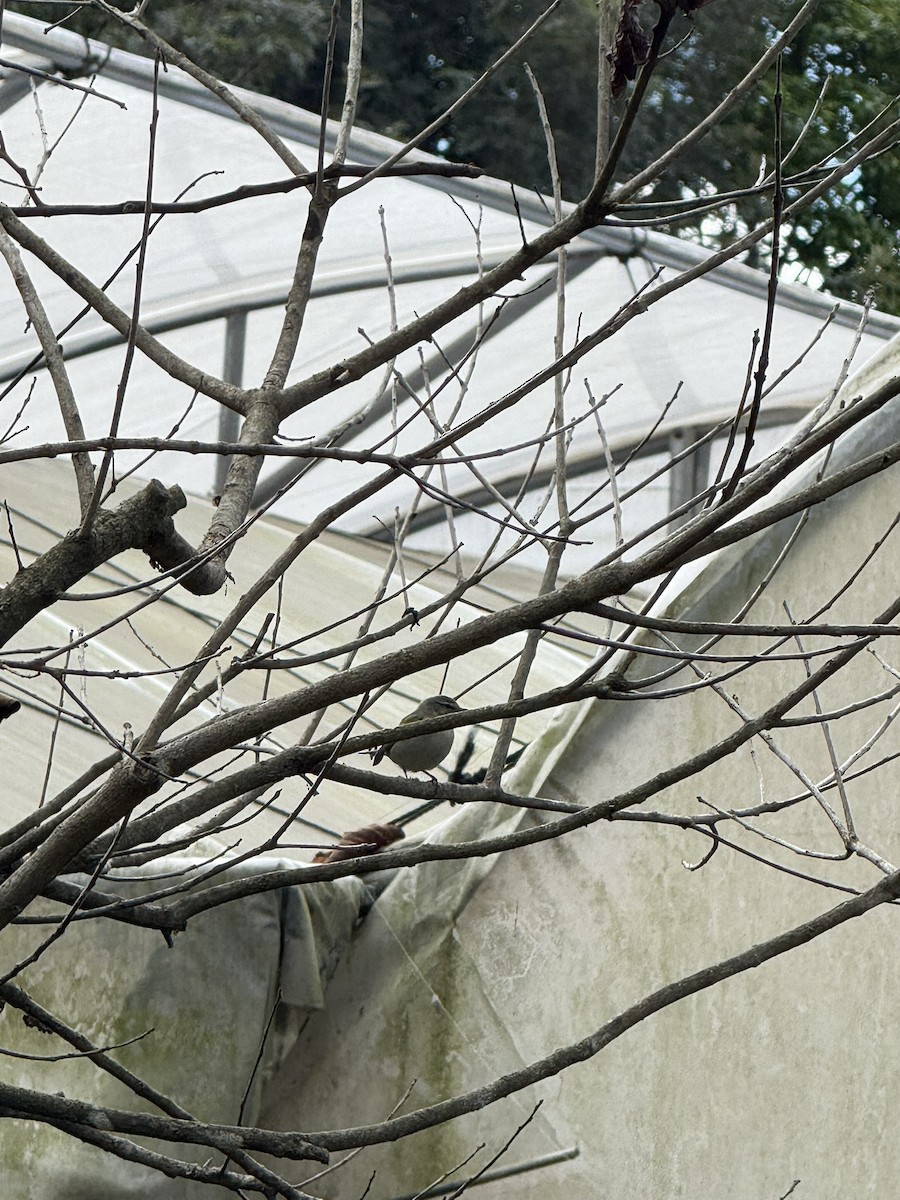 Червоїд світлобровий - ML647077094