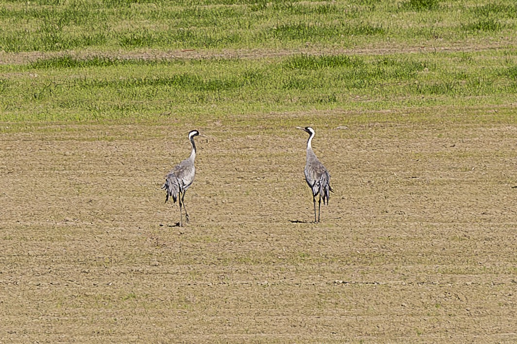 Common Crane - ML647077095