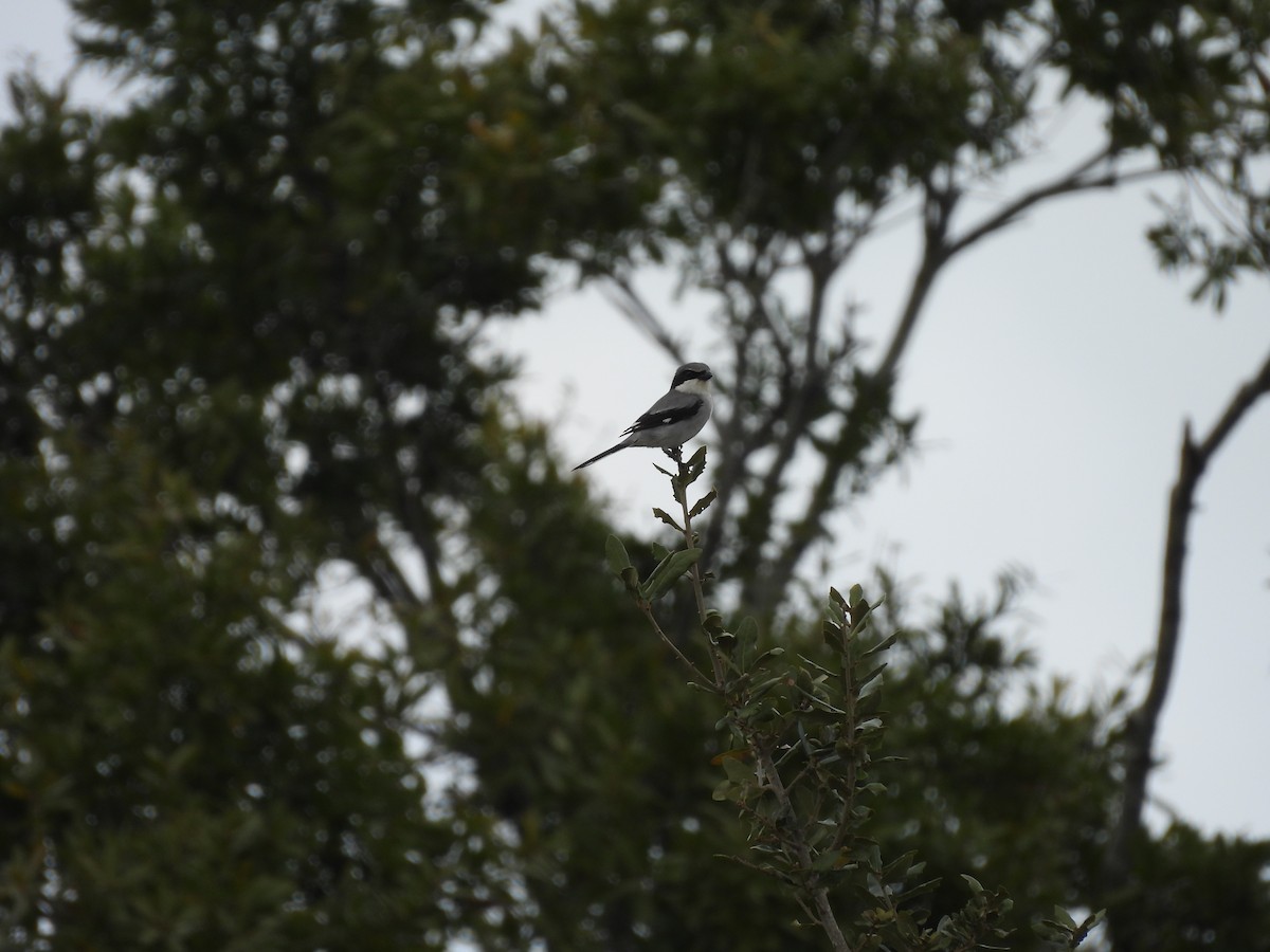 Loggerhead Shrike - ML647077097