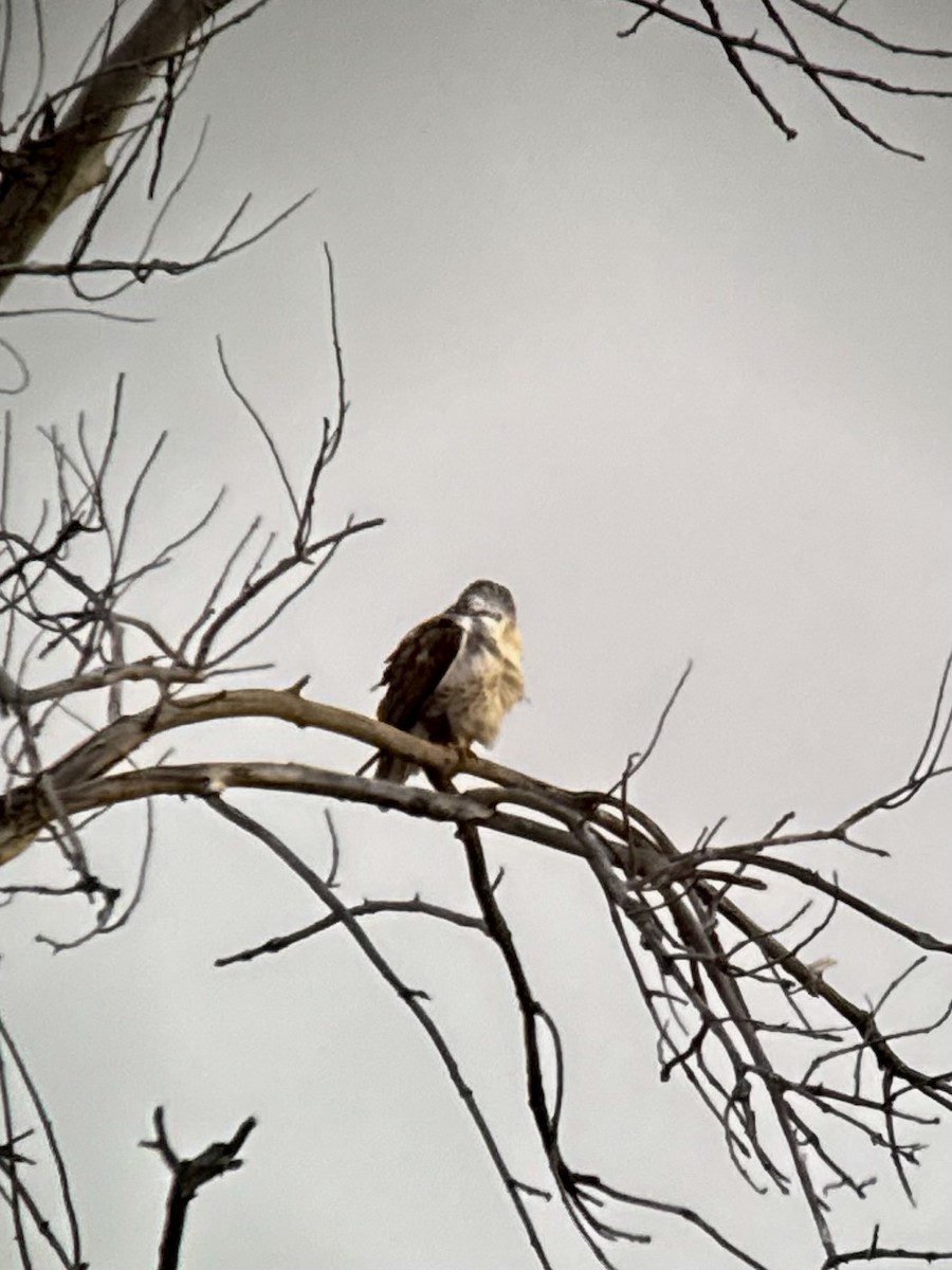 kongevåk - ML647077099