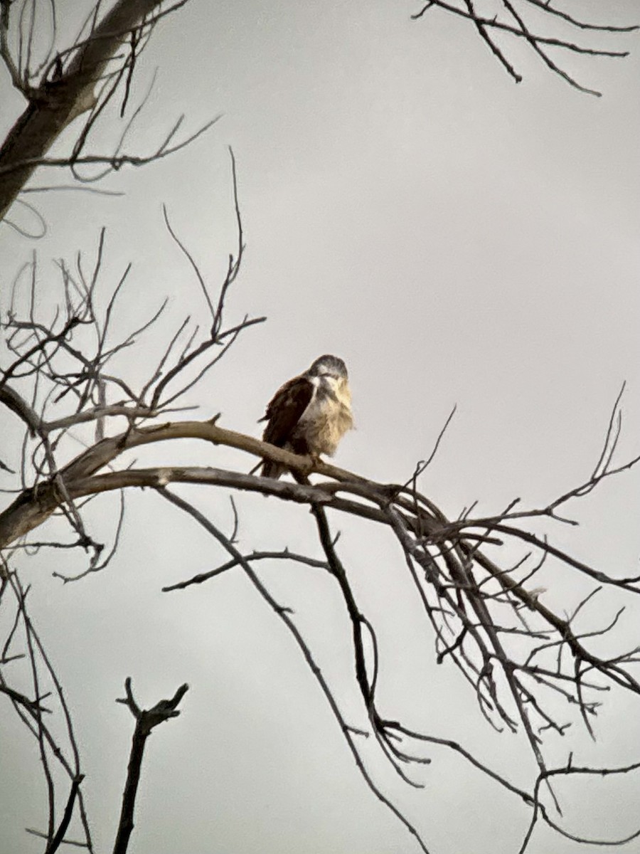 kongevåk - ML647077100