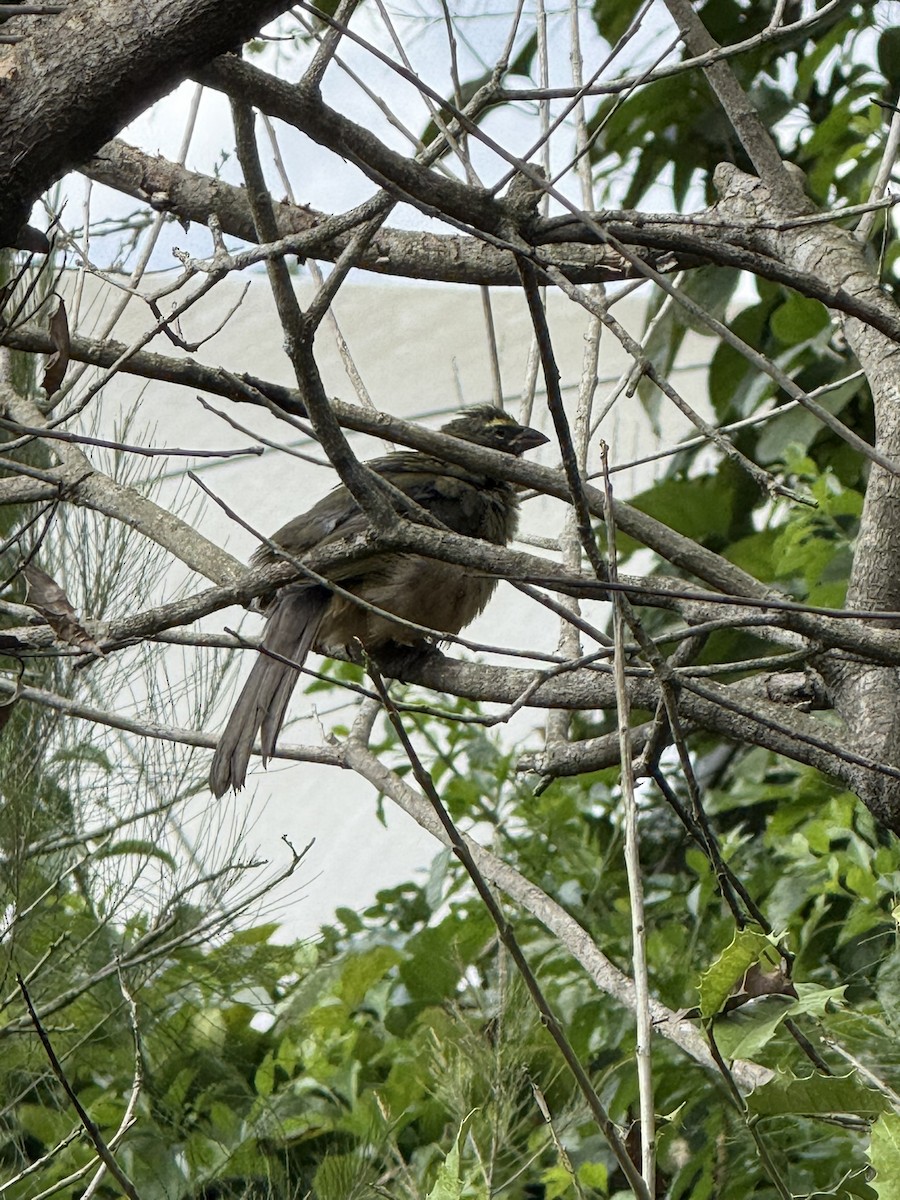 Kuzeyli Kurşuni Saltator - ML647077105