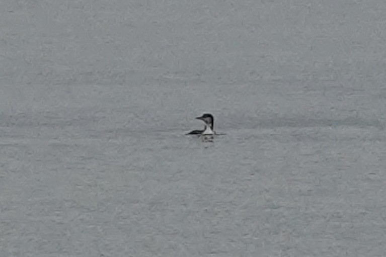 Common Loon - ML647077106