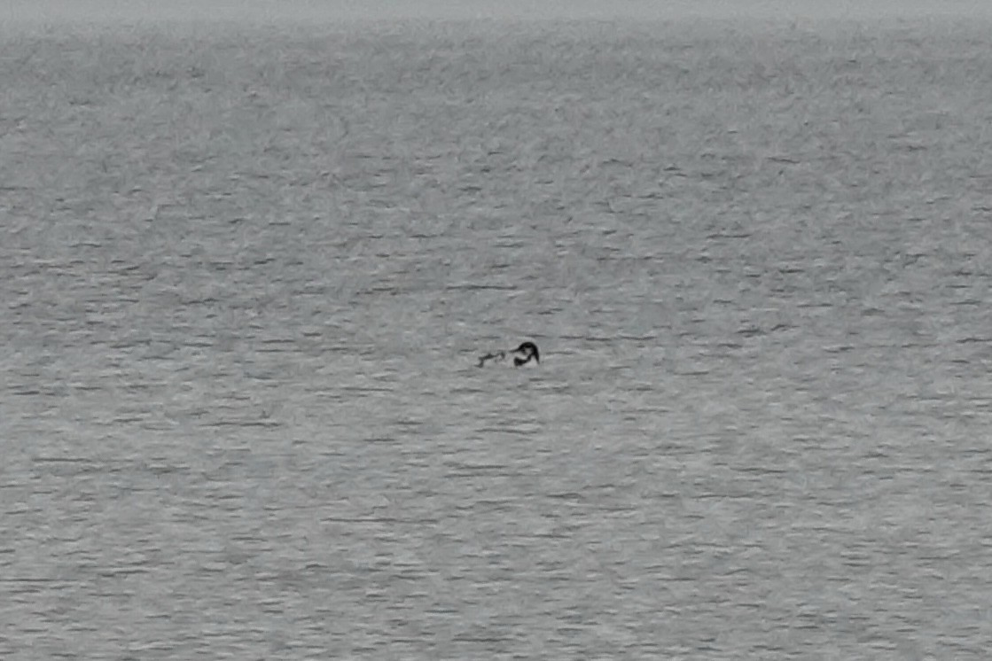 Common Loon - ML647077107