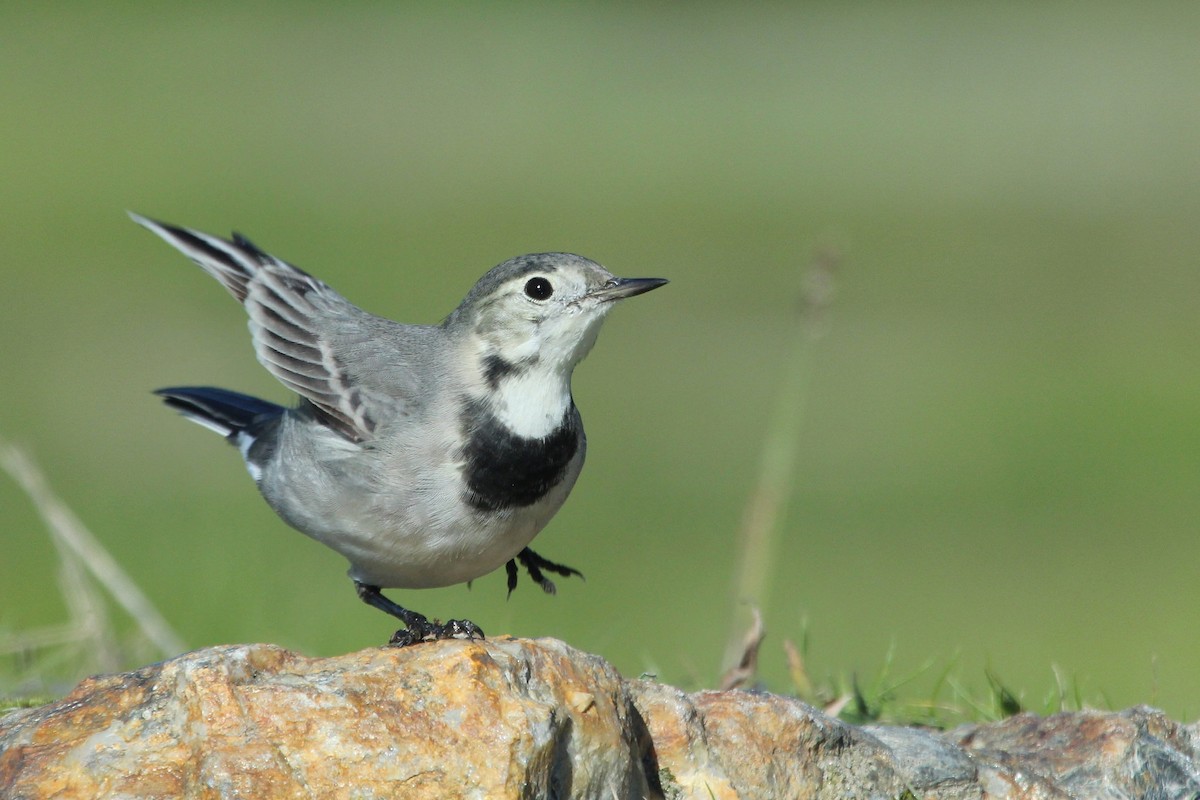 White Wagtail - ML647077109
