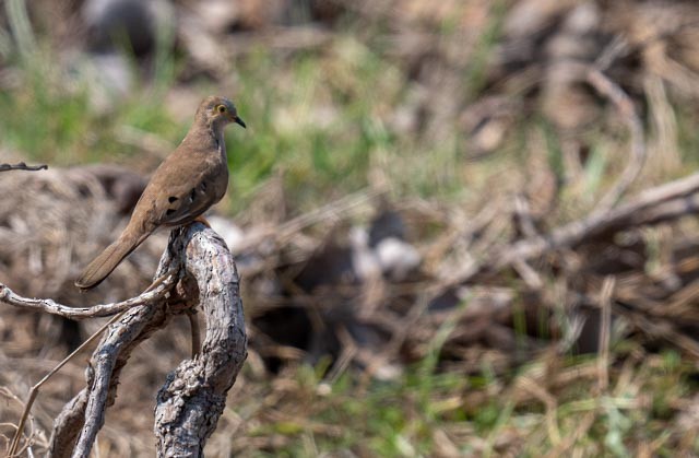 camposdue - ML647077112