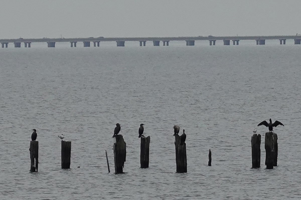 Double-crested Cormorant - ML647077117