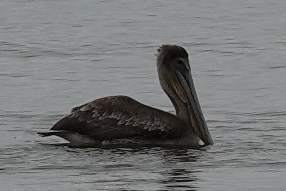 Brown Pelican - ML647077125
