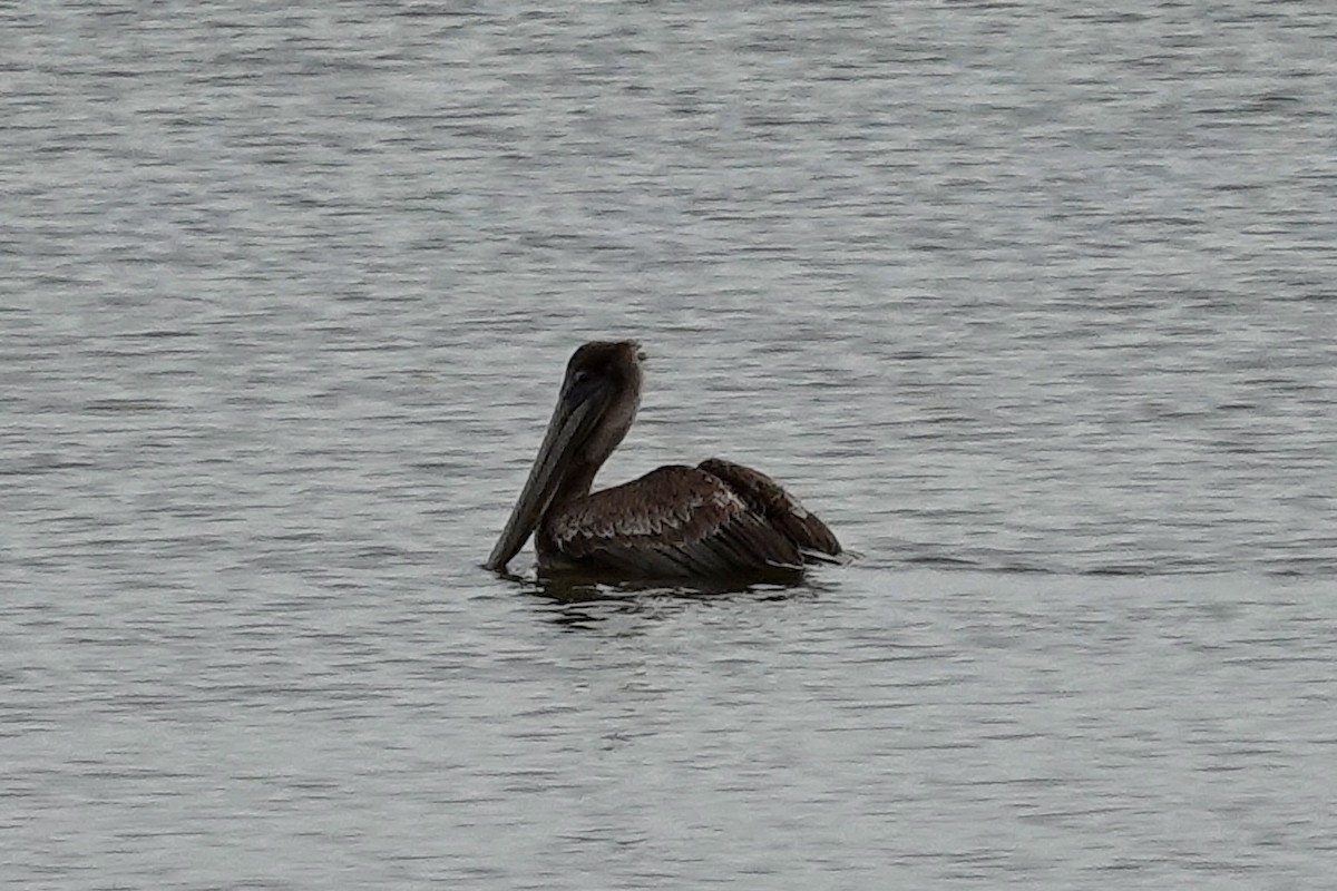 Brown Pelican - ML647077126