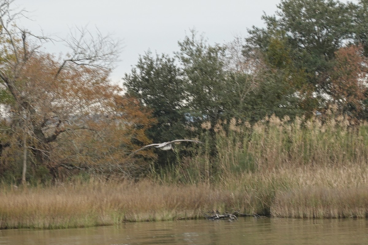 Brown Pelican - ML647077128