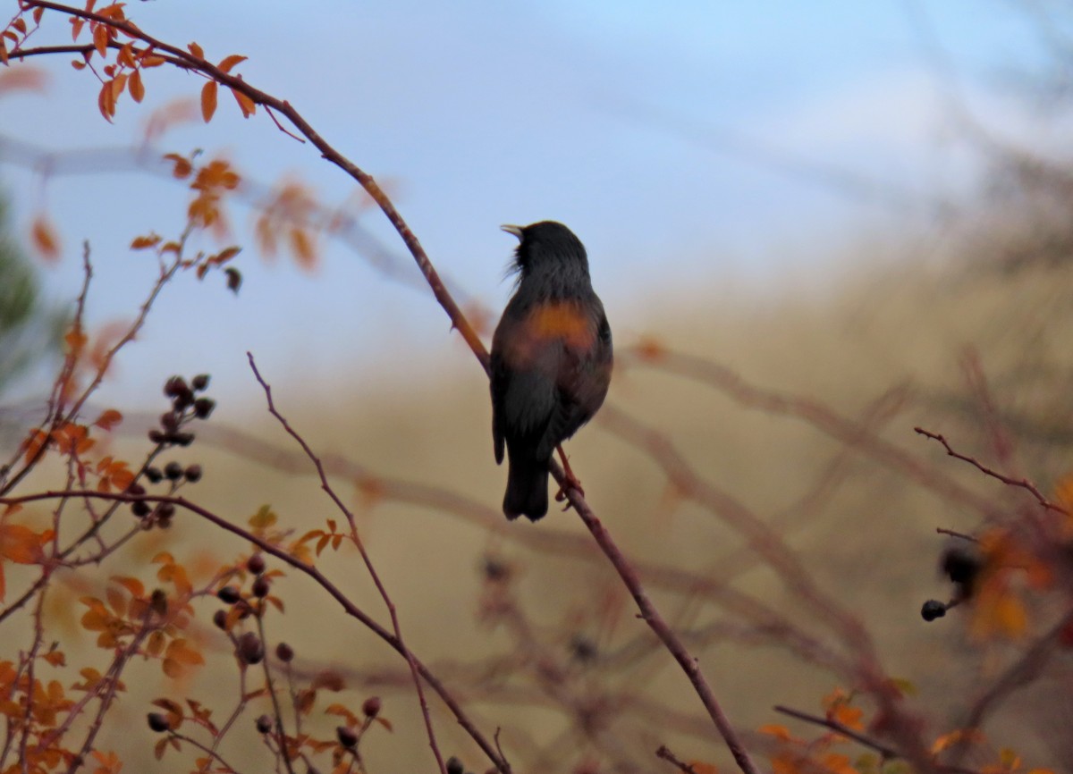 זרזיר שחור - ML647077140