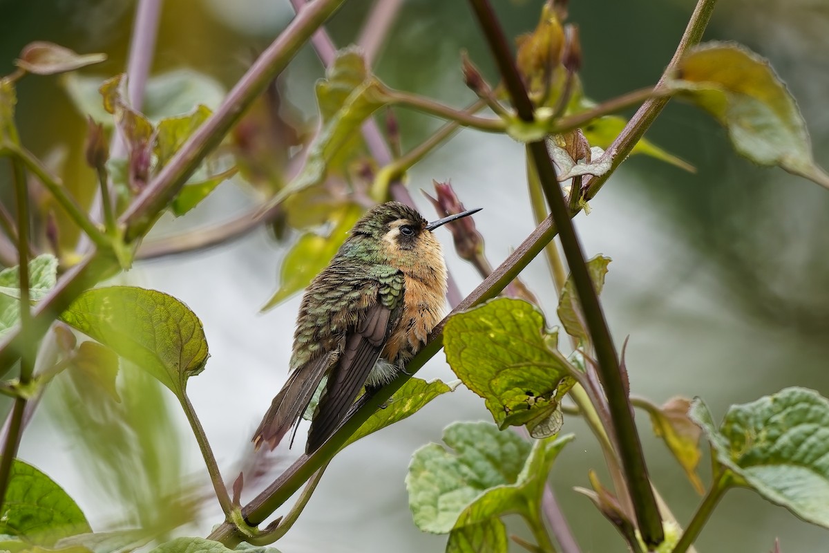 Colibri moucheté - ML647077141