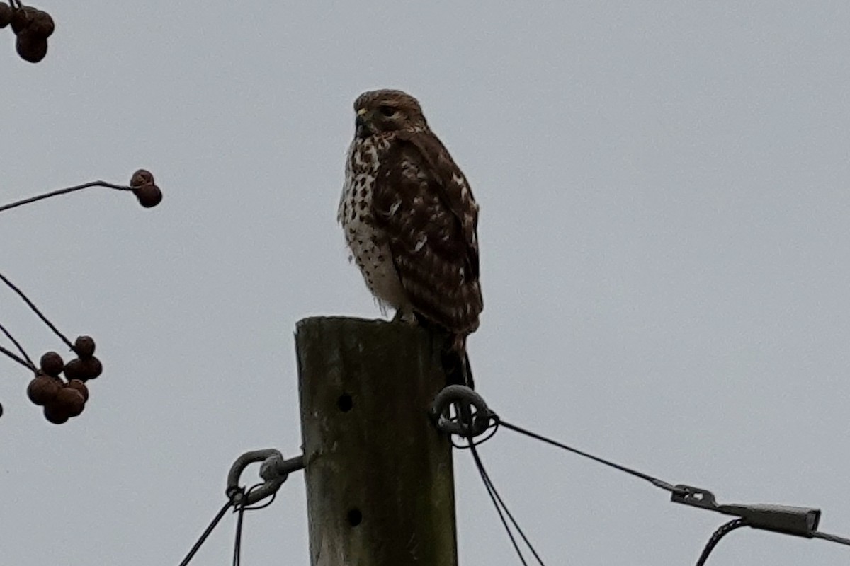 Red-shouldered Hawk - ML647077142