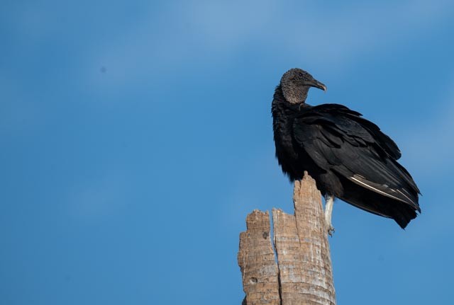 Black Vulture - ML647077148