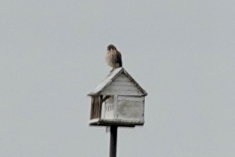 American Kestrel - ML647077152