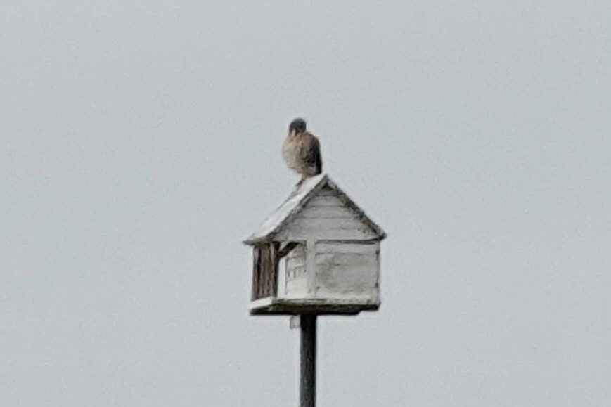American Kestrel - ML647077153