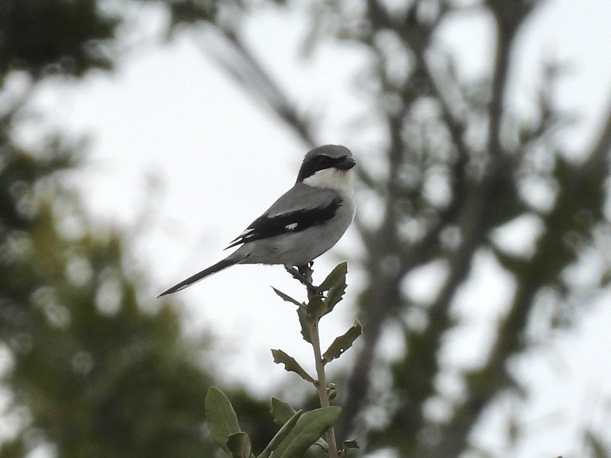 Loggerhead Shrike - ML647077158