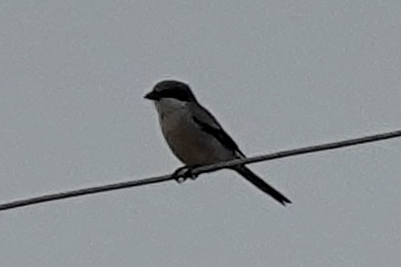 Loggerhead Shrike - ML647077159