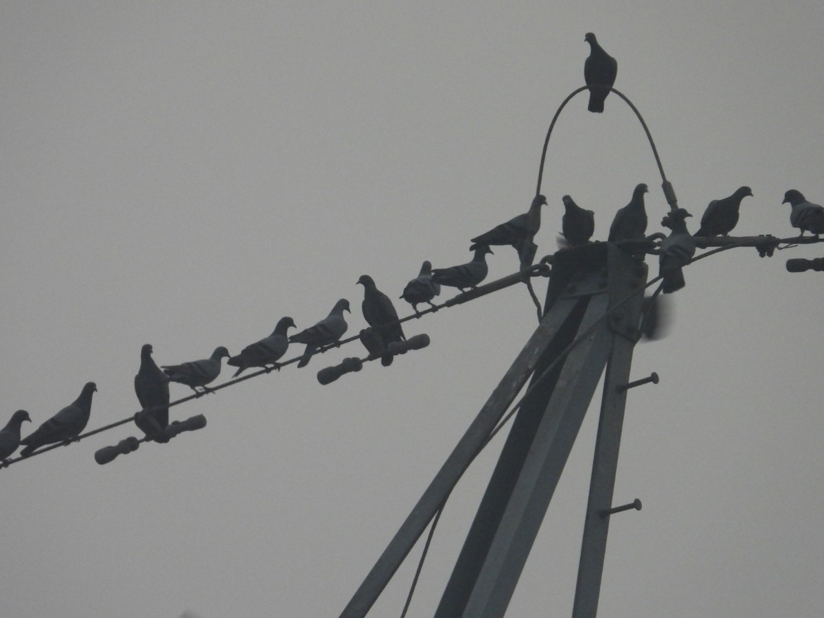 Kaya Güvercini (evcil tip) - ML647077161