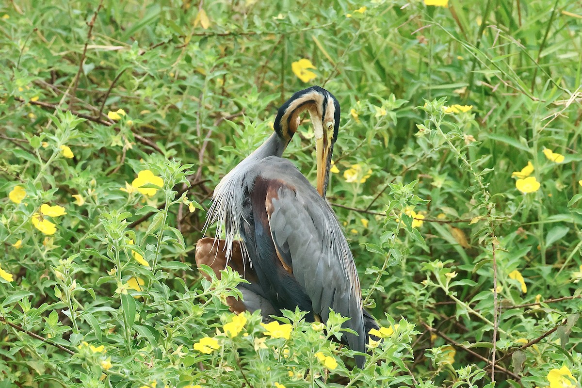 Зээрд дэглий - ML647077169