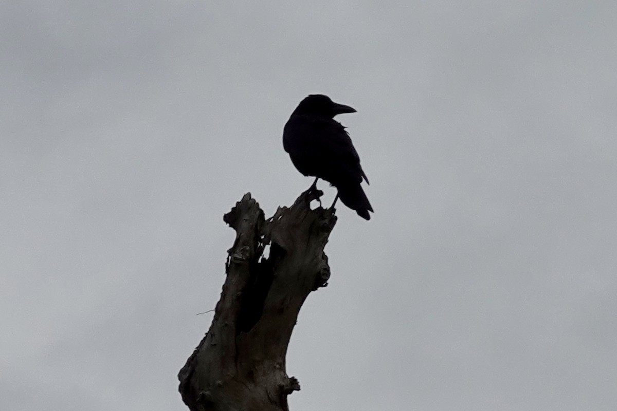 American Crow - ML647077174