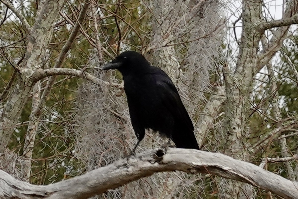 American Crow - ML647077175