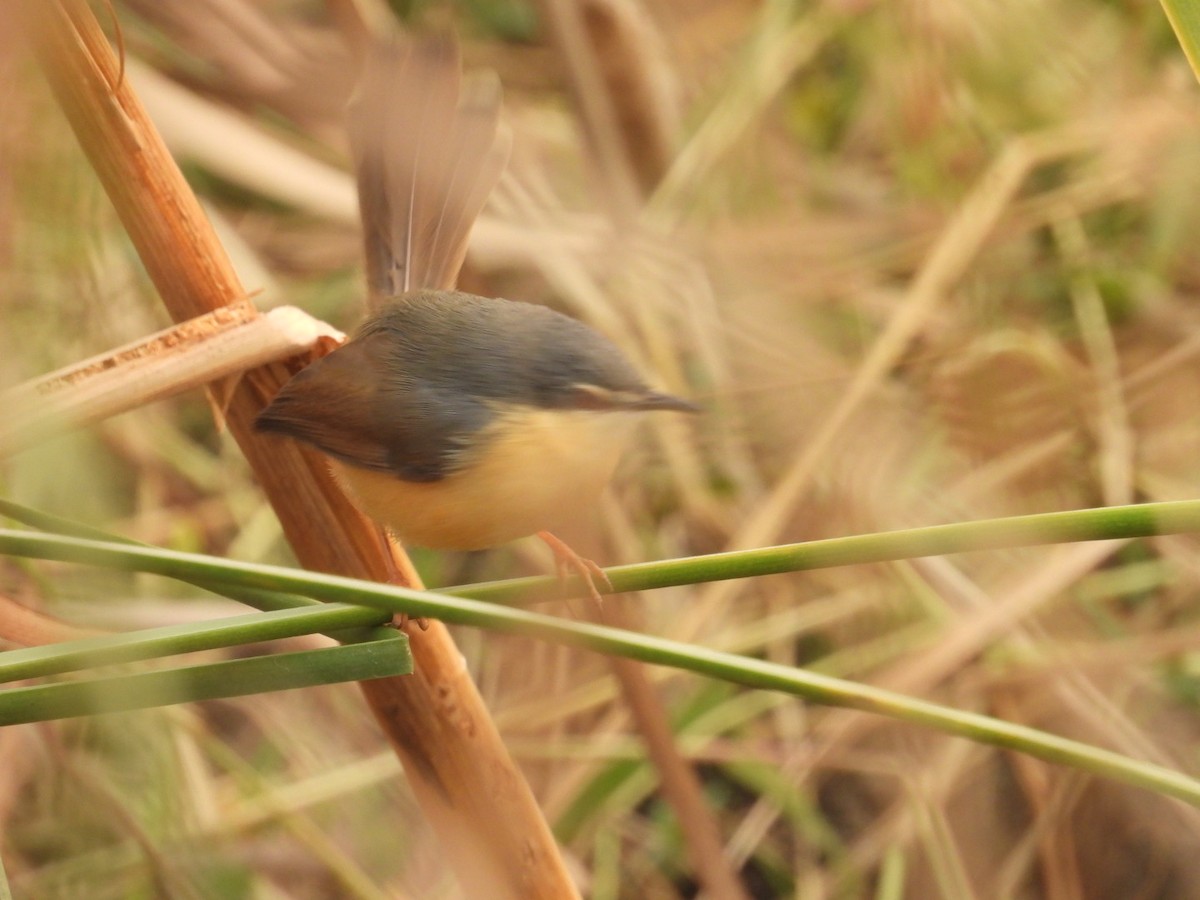 Ashy Prinia - ML647077185