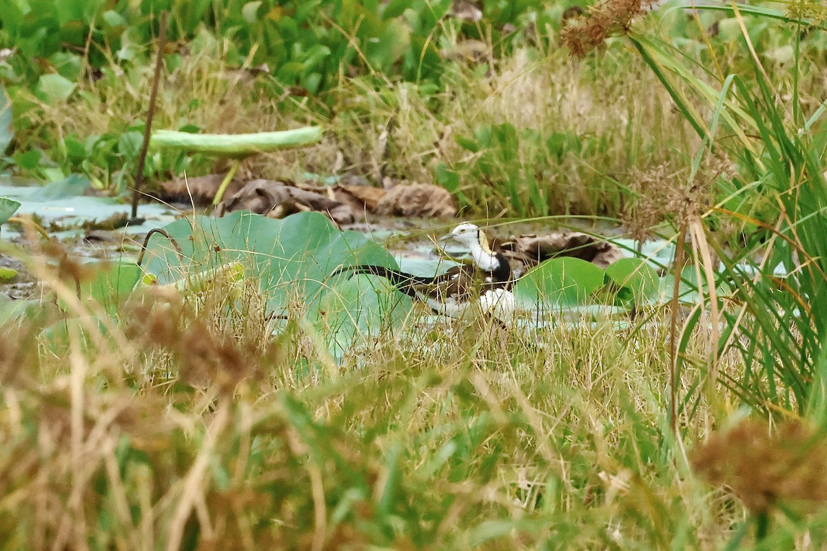 Фазанохвостая якана - ML647077190