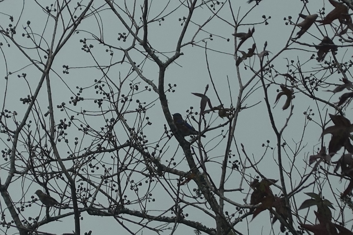 Eastern Bluebird - ML647077191