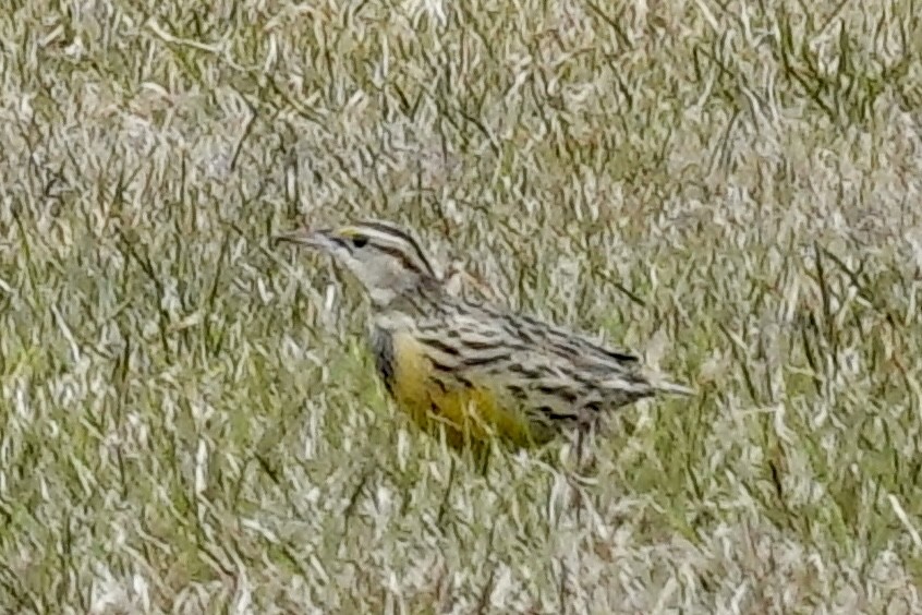 Eastern Meadowlark - ML647077201