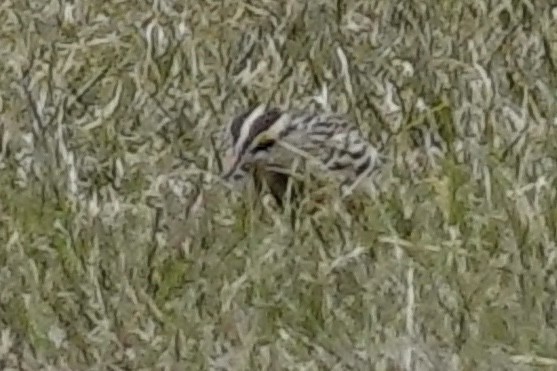 Eastern Meadowlark - ML647077202