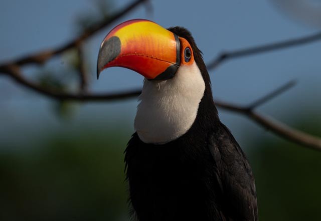 Toco Toucan - ML647077210