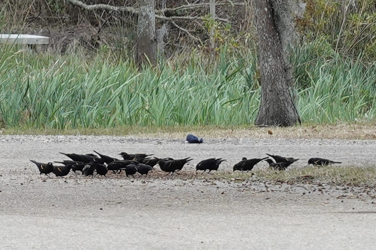 Red-winged Blackbird - ML647077211