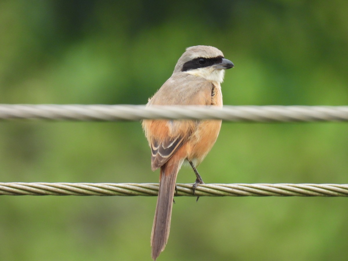 Antzandobi isats-luzea - ML647077214