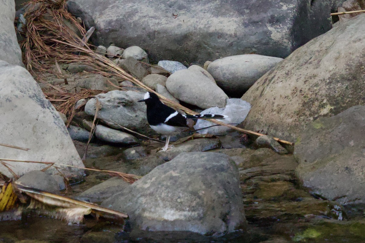 White-crowned Forktail - ML647077223