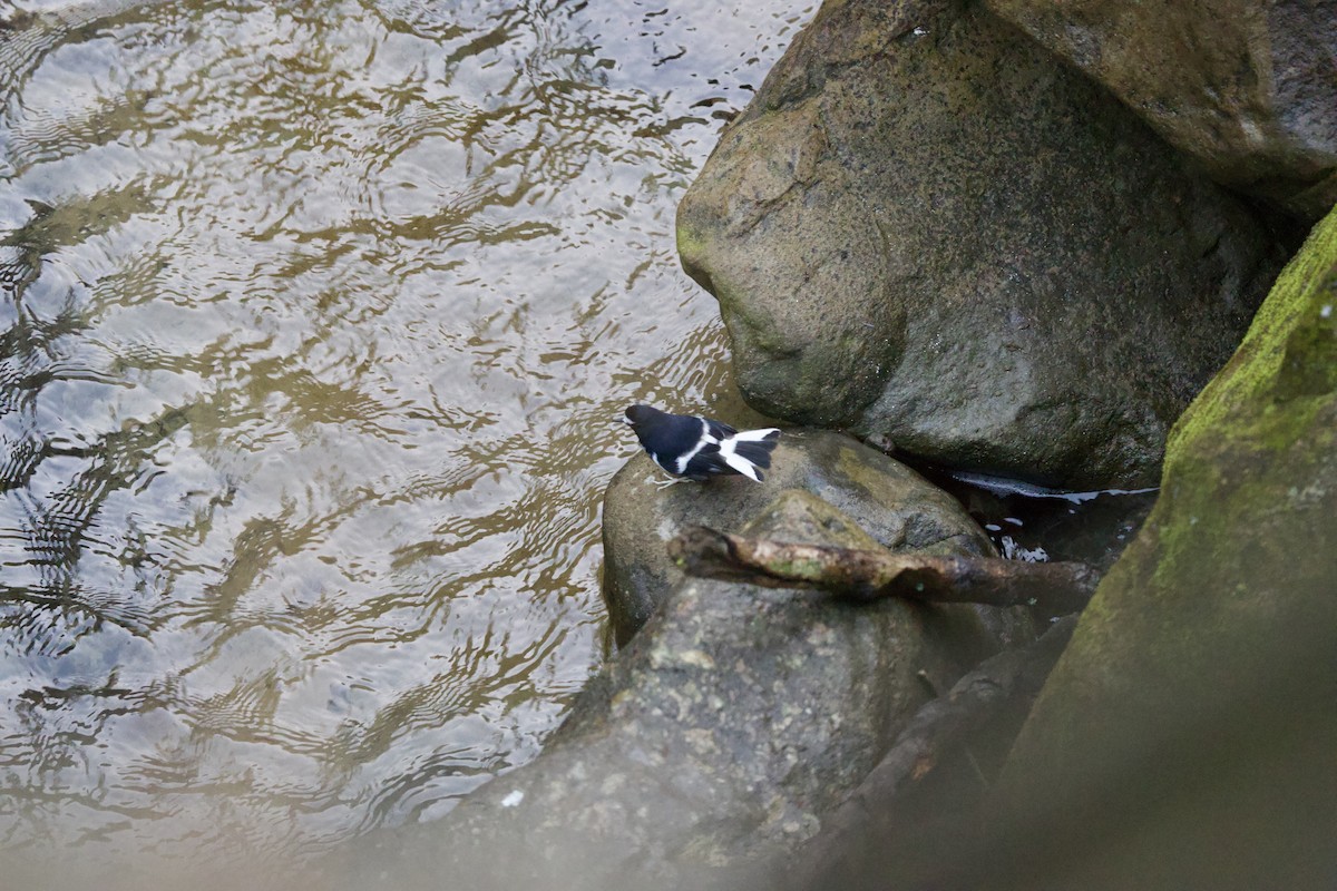 Little Forktail - ML647077224